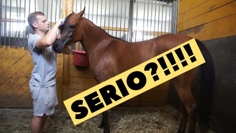 Konie mają makijaż?…Serio?! – Vlog01 | Lenart Arabian Horses