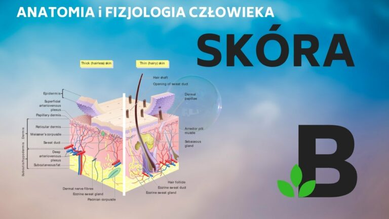 #skóra budowa i funkcje skóry człowieka – Anatomia i fizjologia – KOREPETYCJE z BIOLOGII – 244