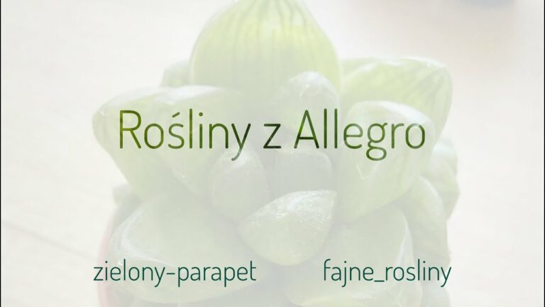 Rośliny z Allegro * Unboxing Zielony Parapet * fajne_rosliny  * WARTO? * Syngonia, sukulenty