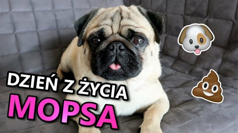 Dzień z życia mojego psa *ŻYCIE GACUSIA*